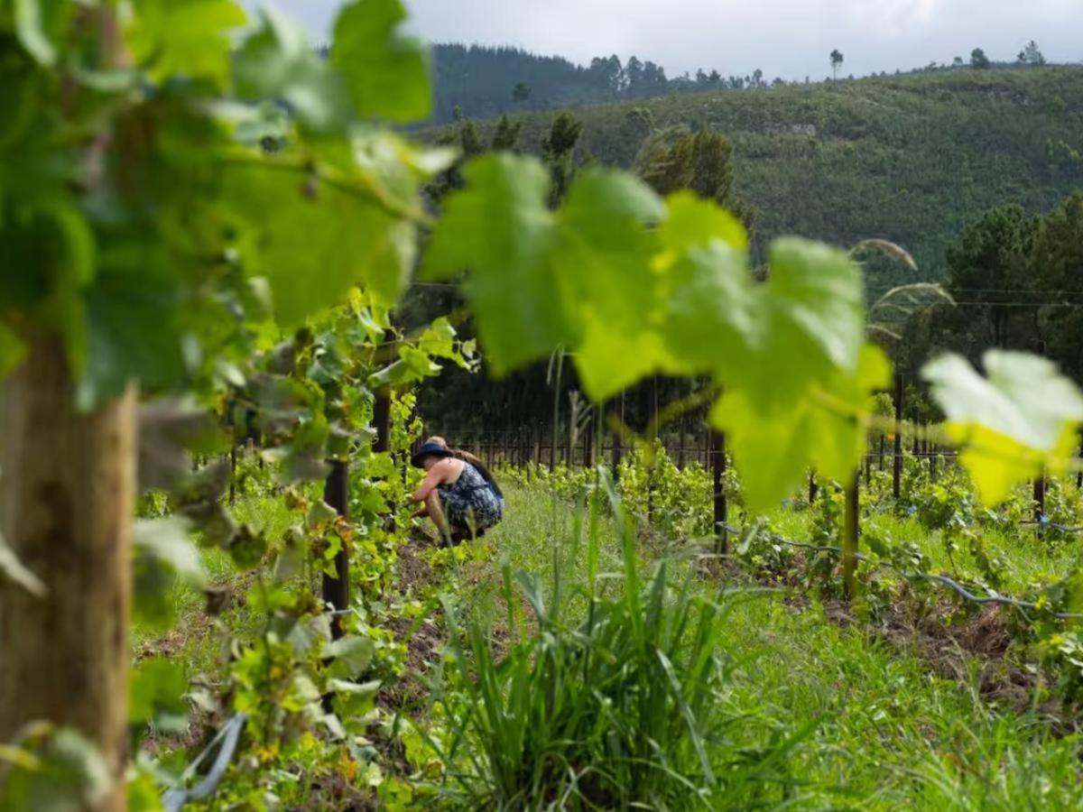 20 Good Summers Farm Stay The Crags Eksteriør bilde